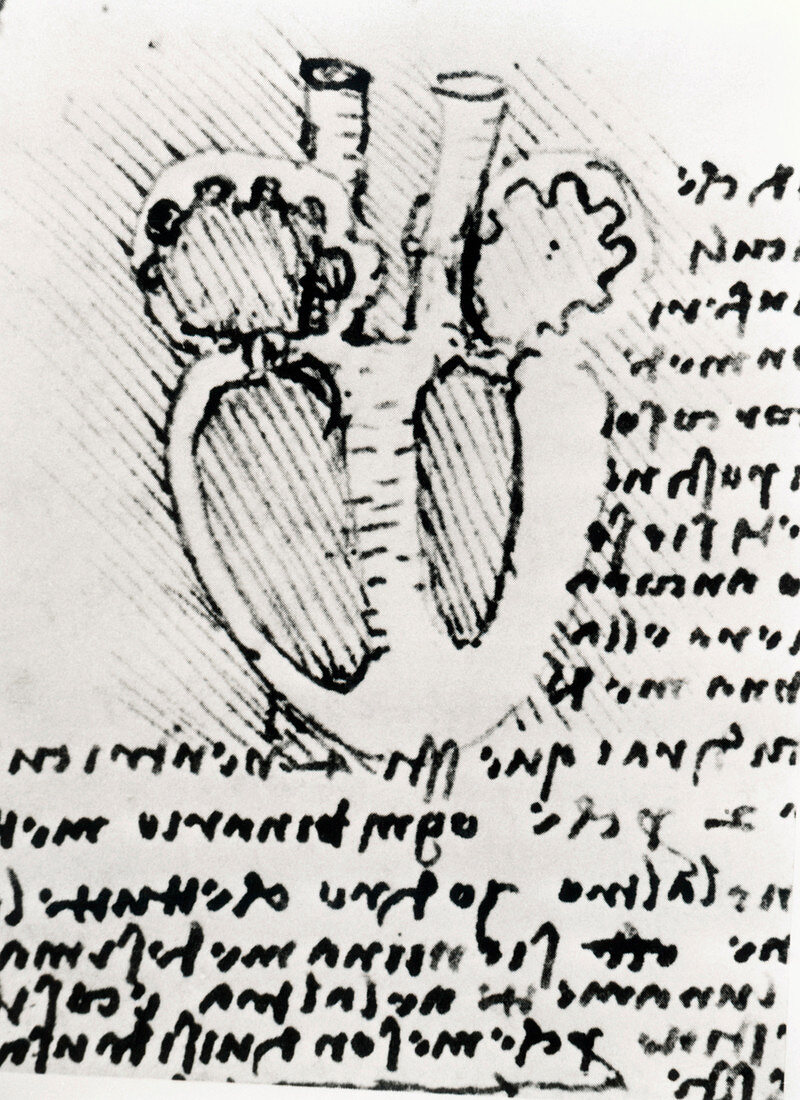 Diagram of a dissected heart by Leonardo Da Vinci