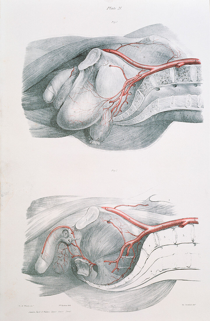 Pelvic arteries