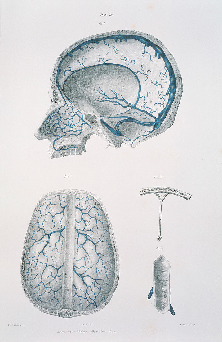 Brain veins