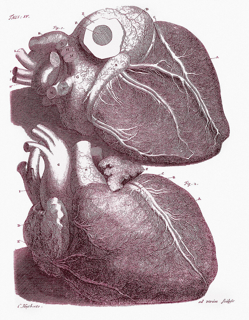 Human heart