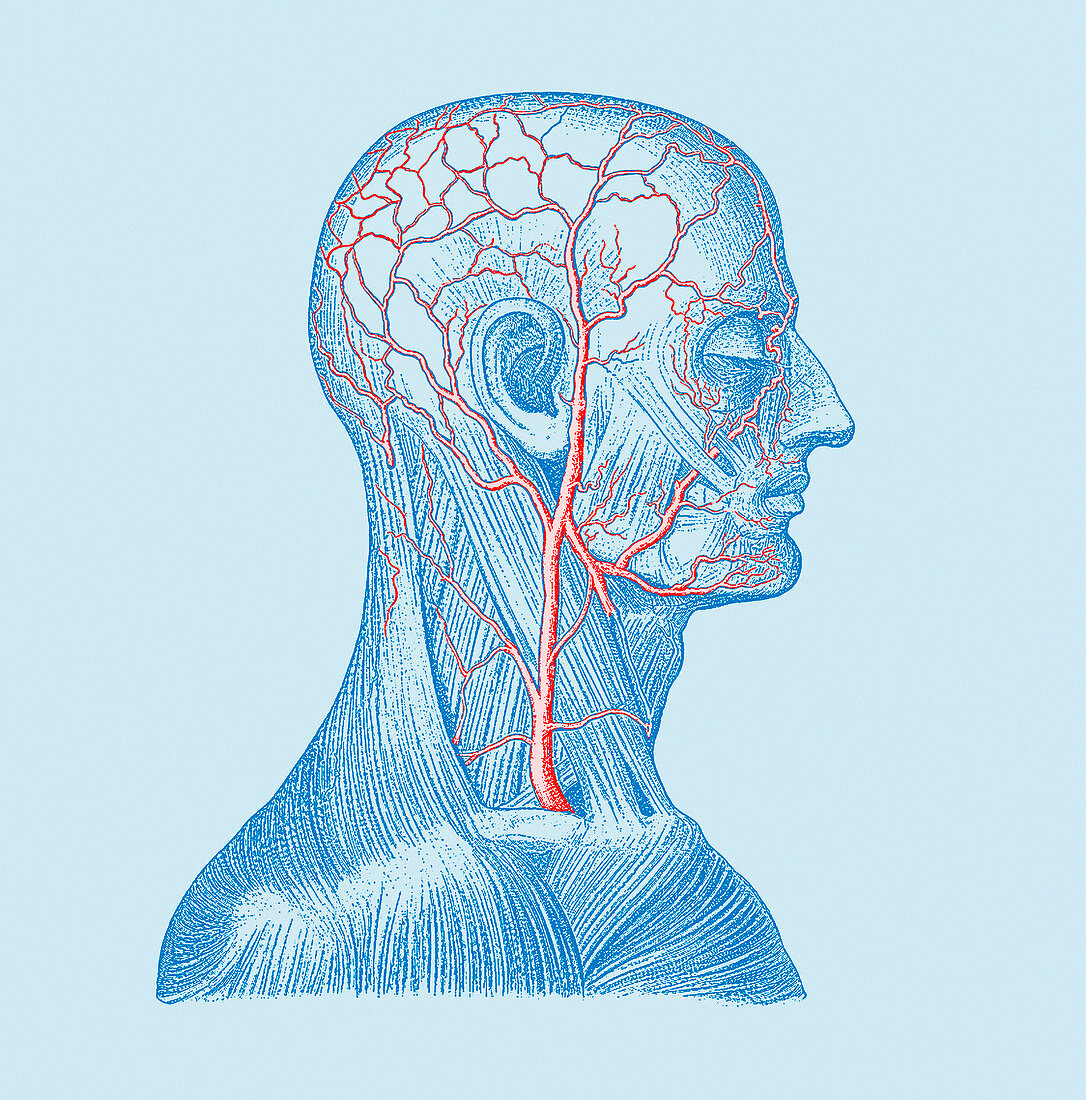 Head veins