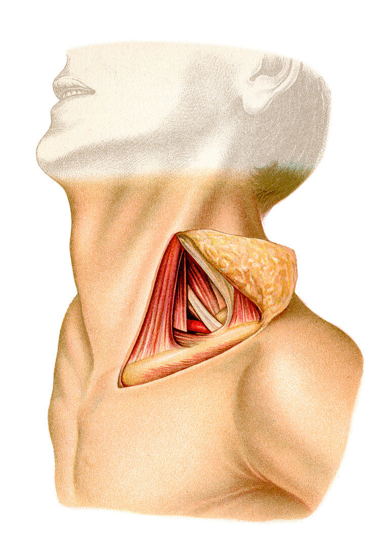 Subclavian artery,anatomical artwork