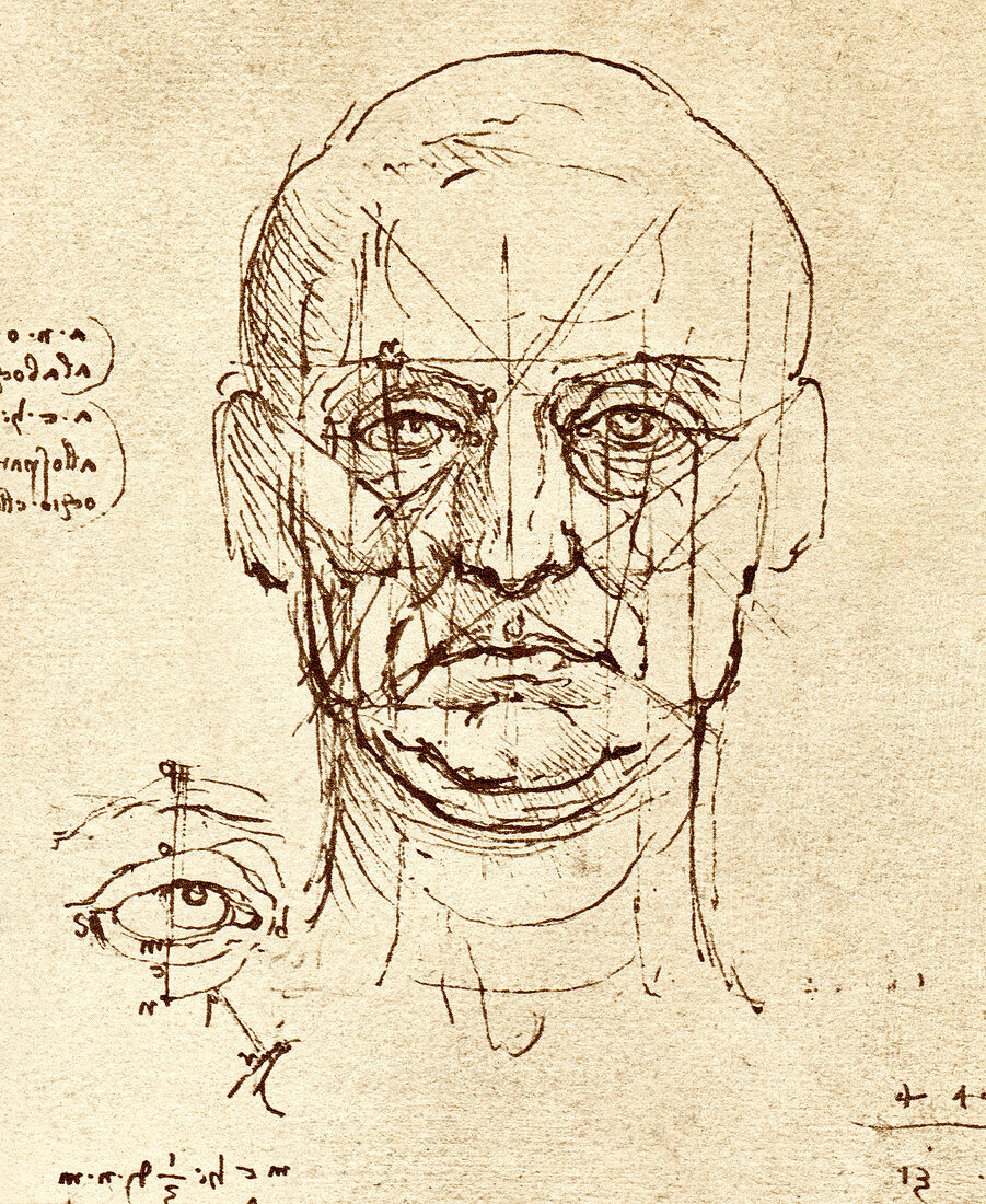 Facial anatomy