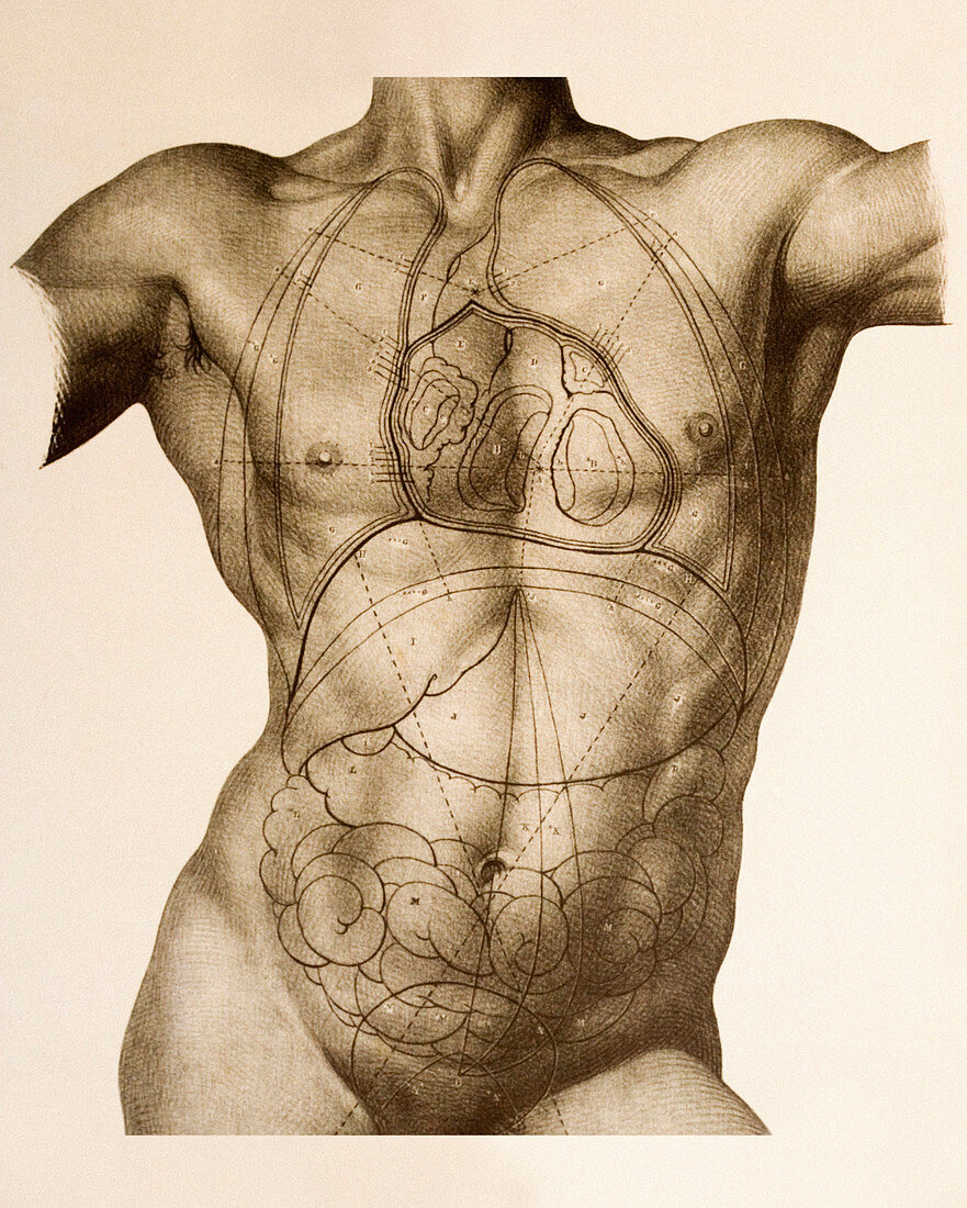 Positions of the internal organs