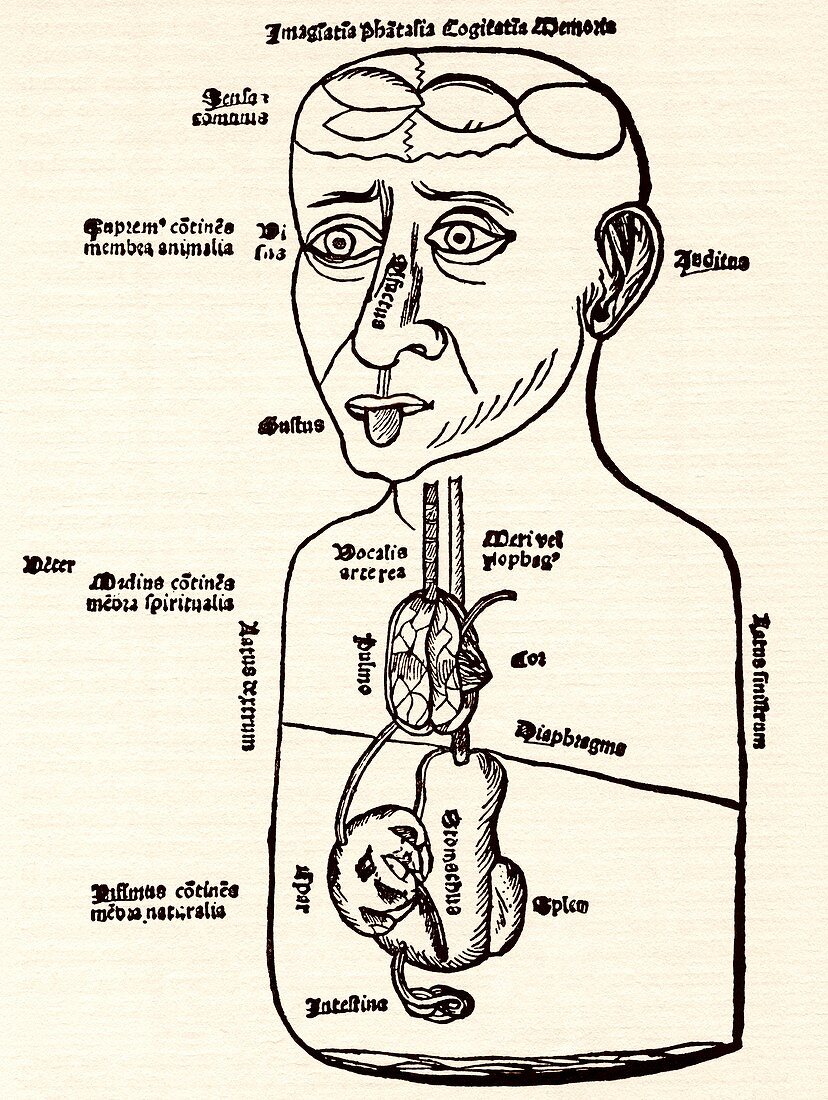 Internal anatomy,15th century diagram