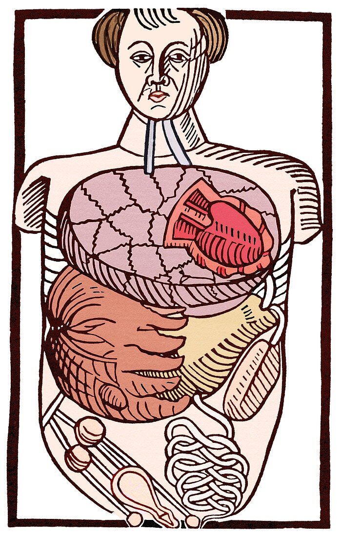 Internal anatomy,16th century diagram