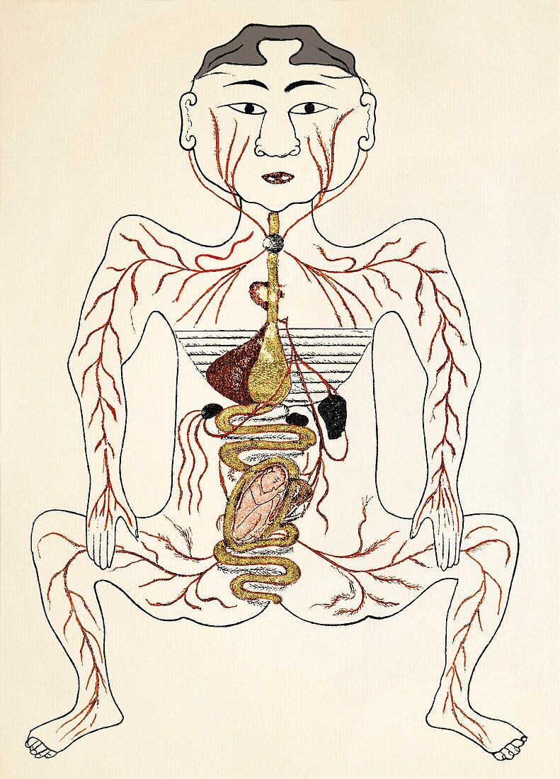 Pregnancy anatomy,15th century artwork