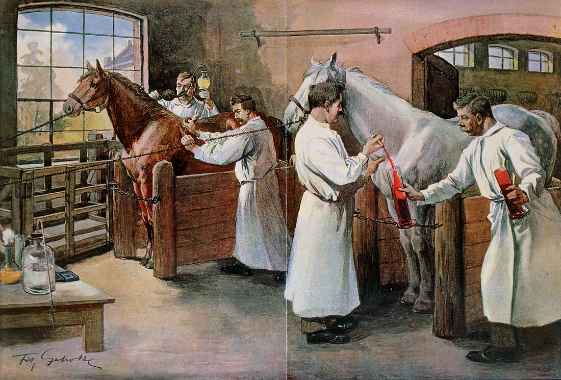 Painting of horses being bled for serum,diphtheria
