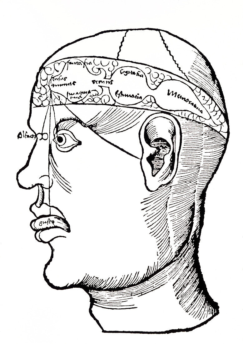 Diagram of sensory centre of brain,1503