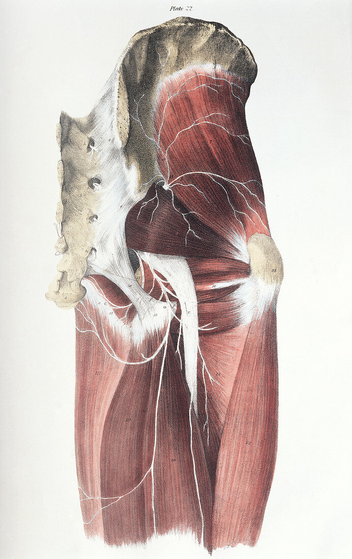 Pelvic spinal nerves
