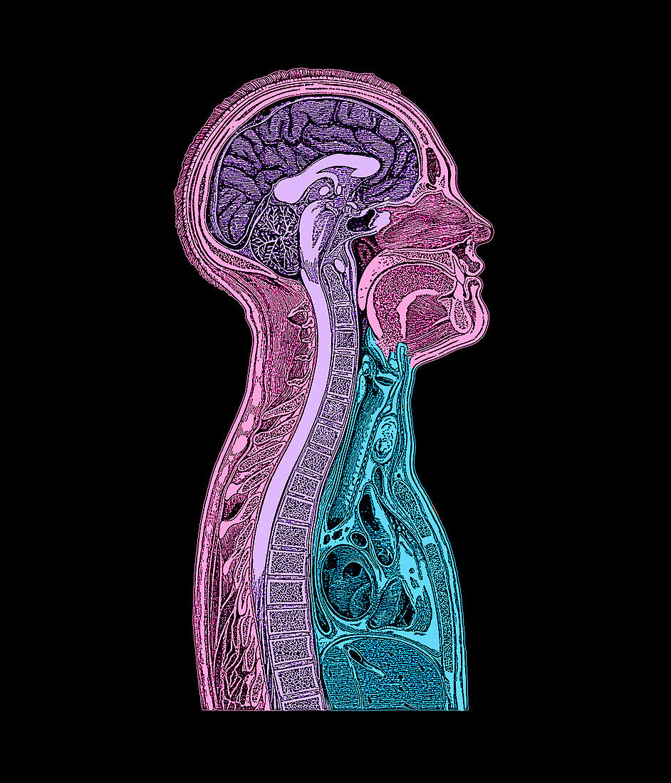 Head and chest anatomy