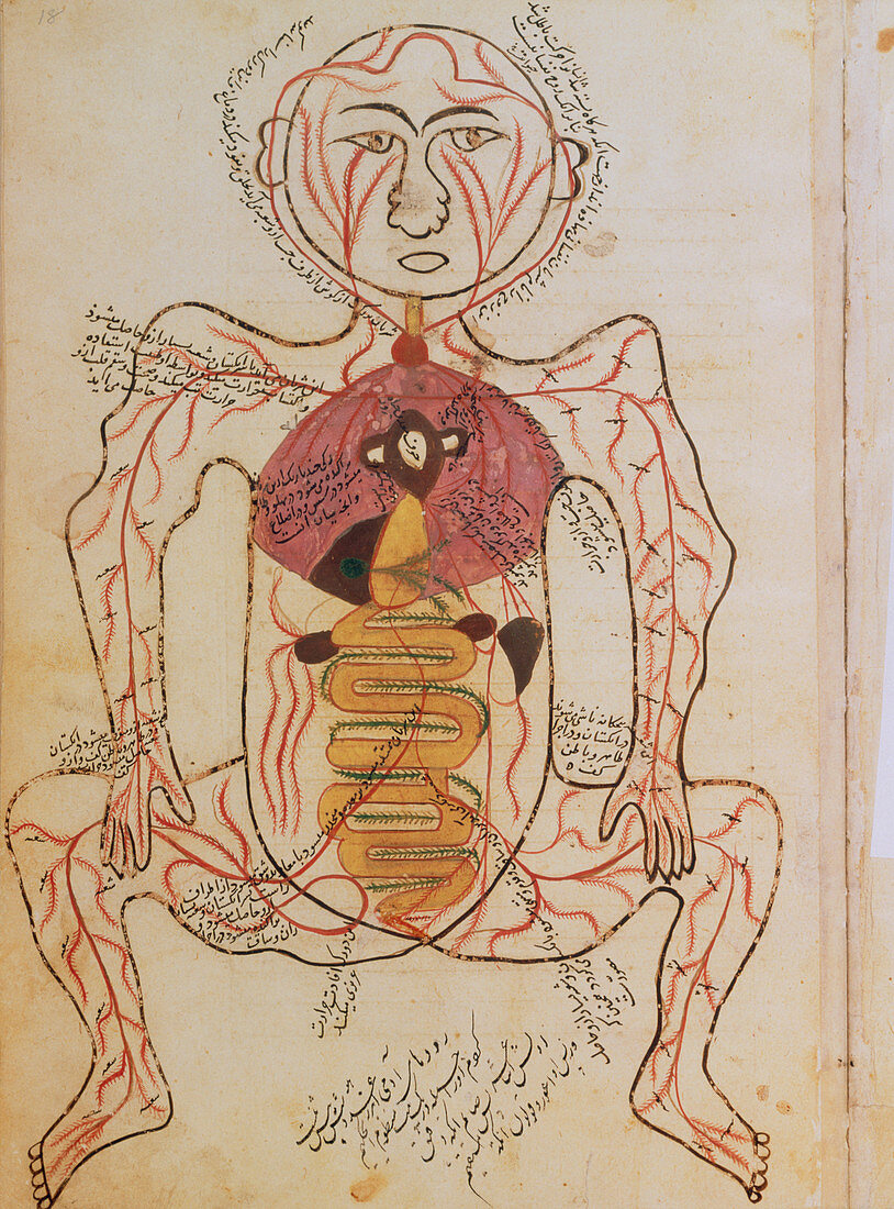 15th century drawing of the gut and arteries