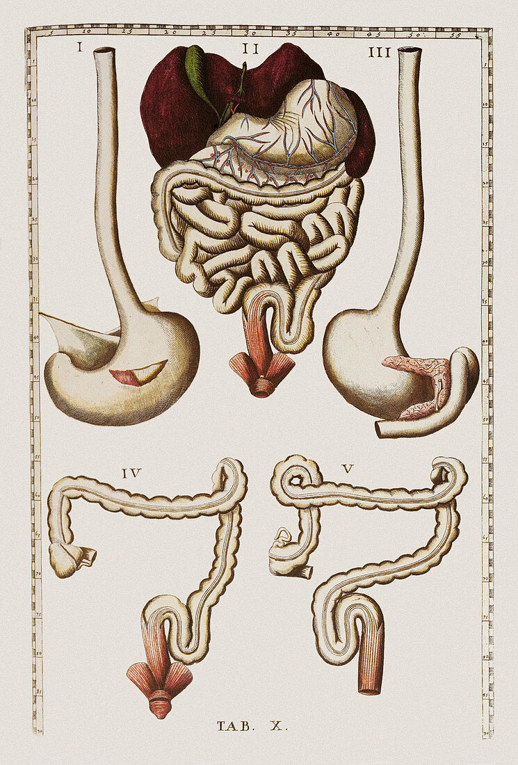 Digestive system