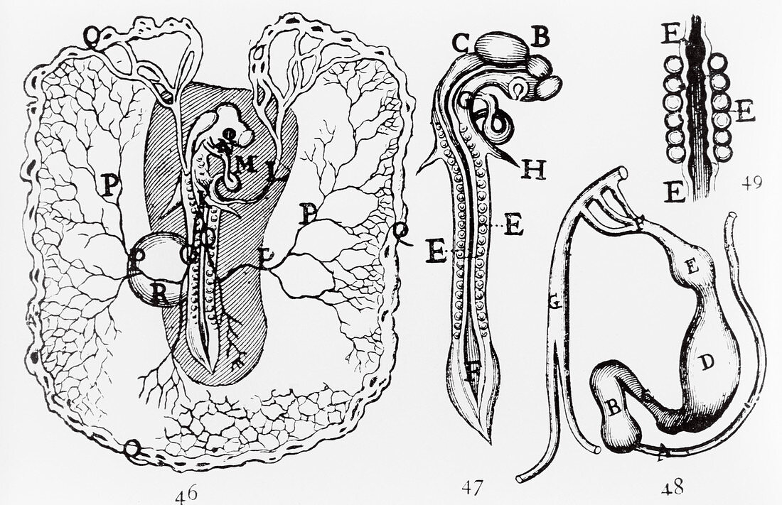 Chick's embryo 1686