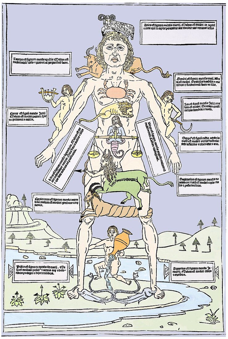 Medical zodiac,15th century diagram