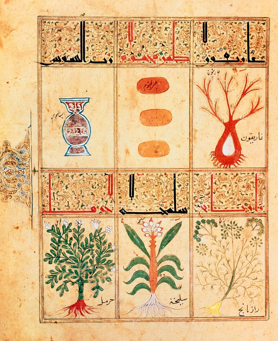 Arabic manuscript on medicinal herbs