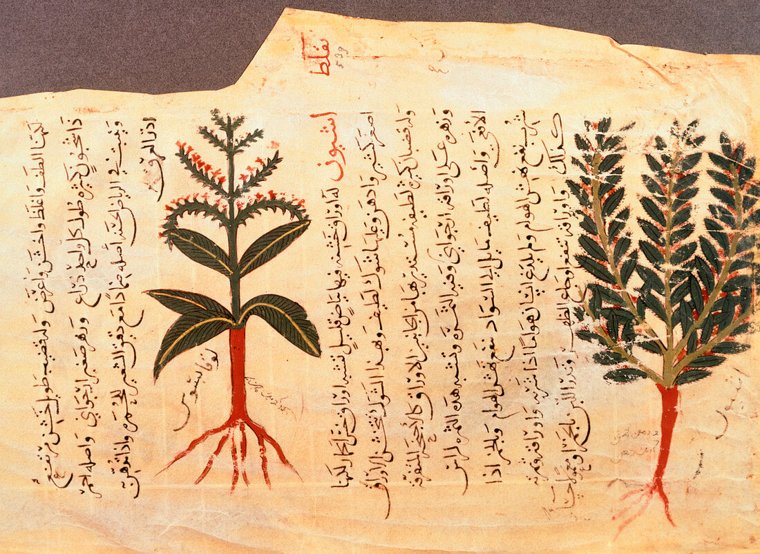 Arabic manuscript artworks of medicinal herbs