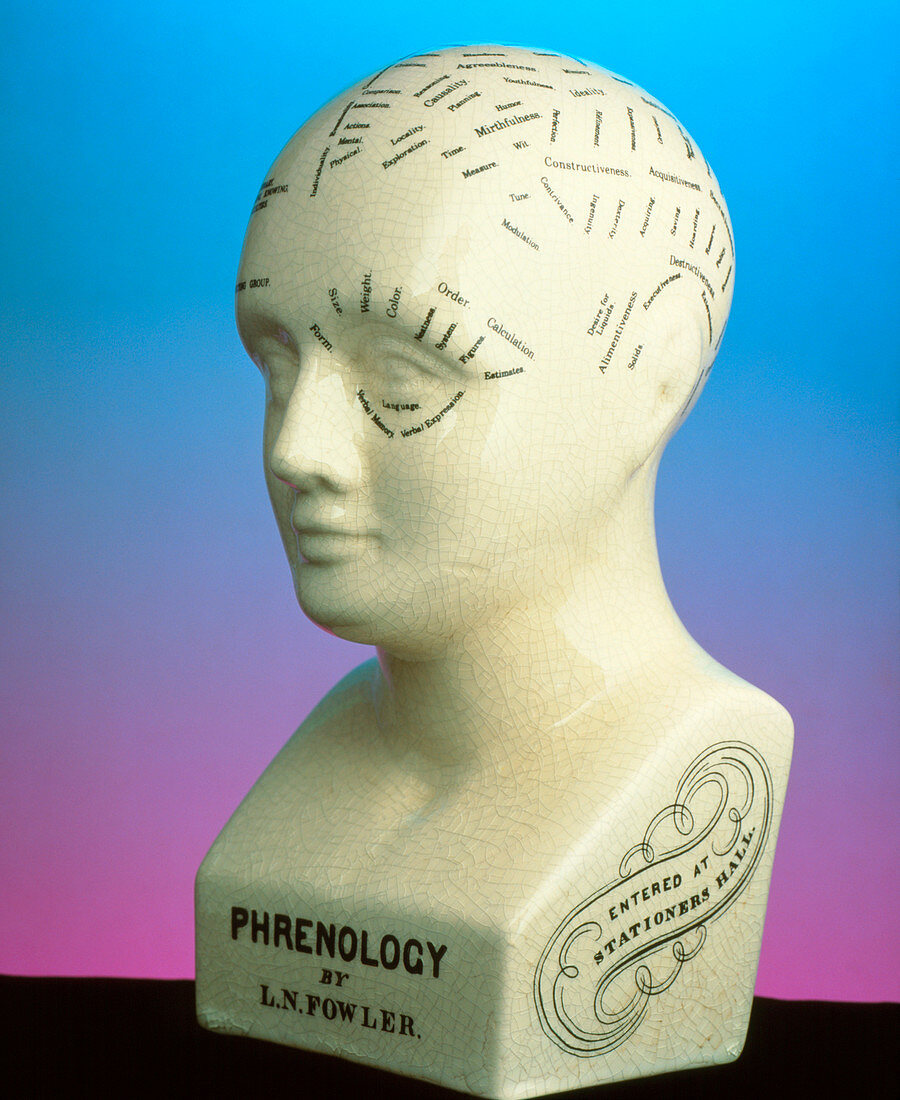Phrenology bust by L.N. Fowler (side view)