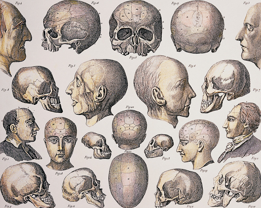 Historical art of phrenological skulls and heads