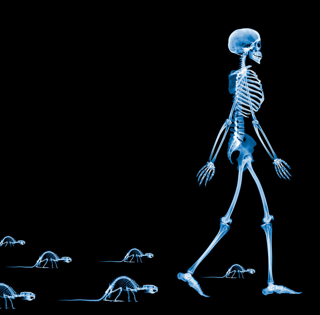 Skeletons of a human and rats,X-ray