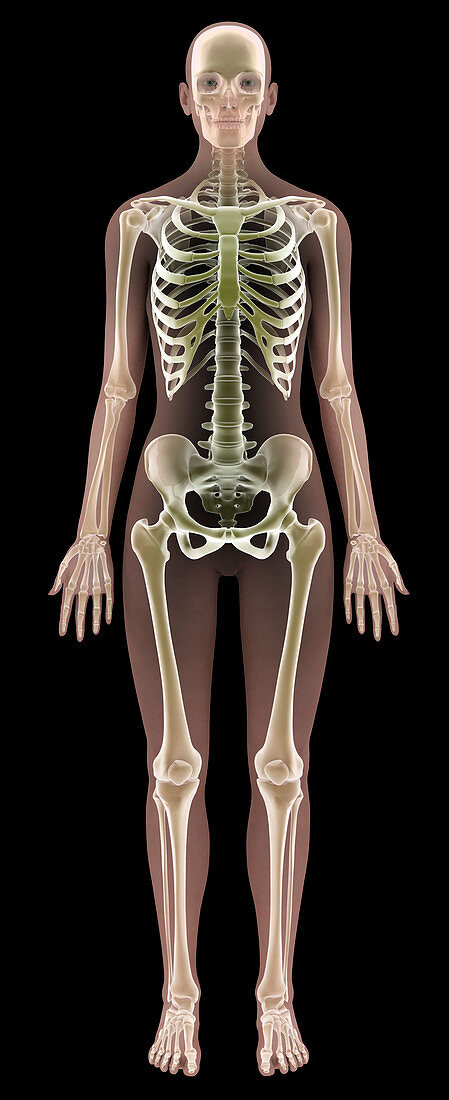 Female skeleton,computer artwork