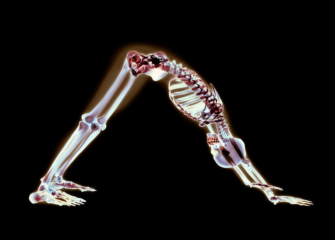 Yoga stretch,X-ray artwork