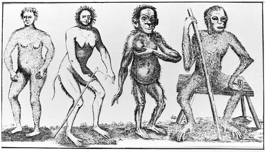 Historical engraving of apelike humans