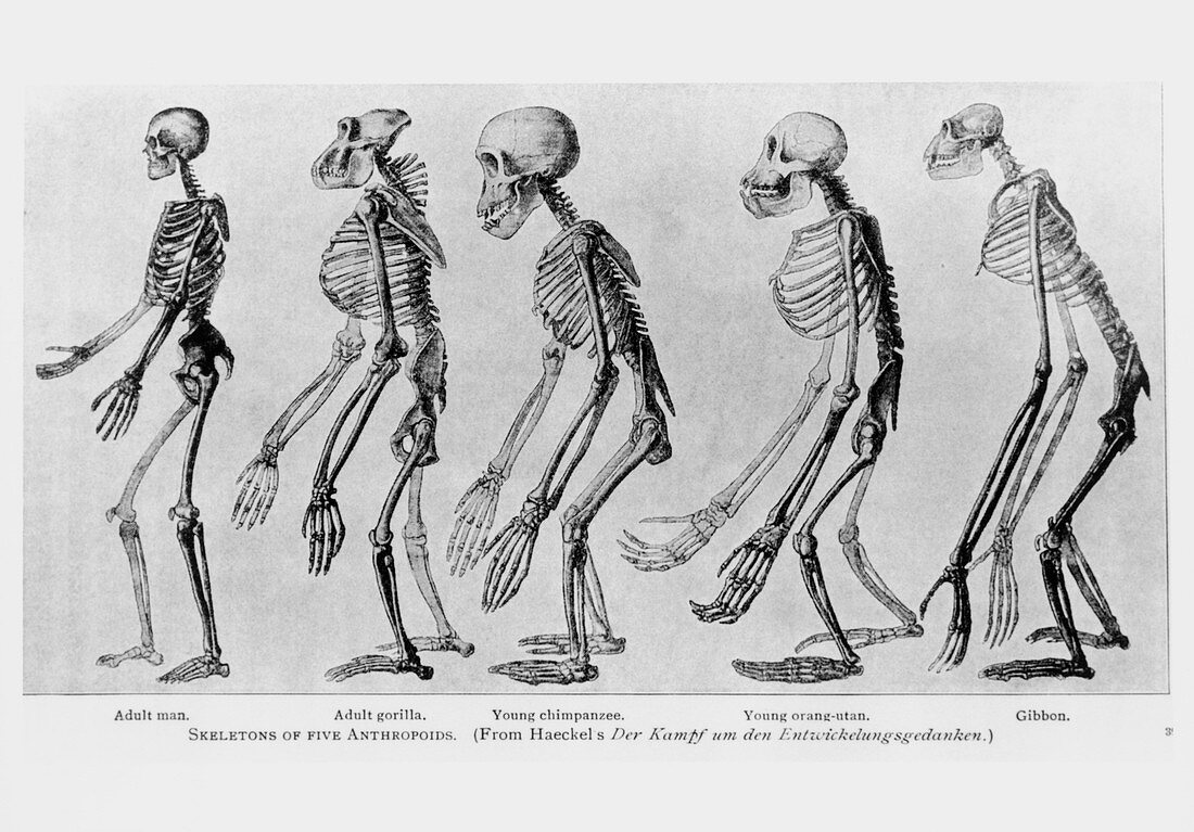 Primate skeletons