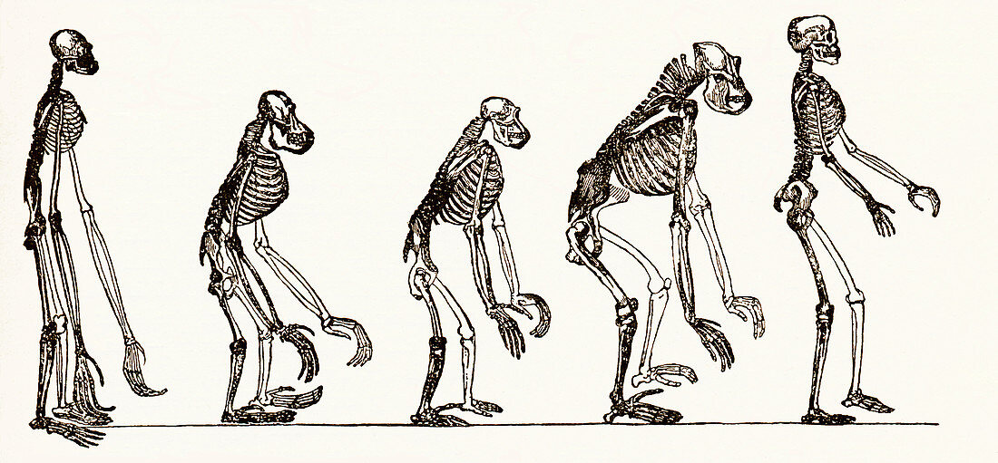 Primate evolution