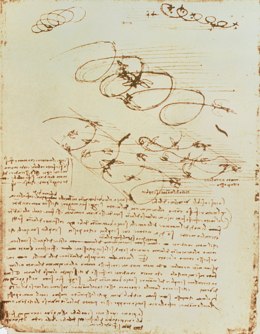 Artwork of birds in flight by Leonardo da Vinci