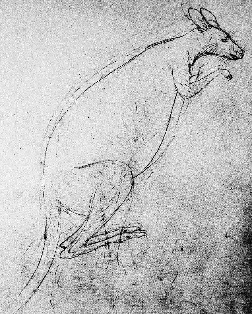 Kangaroo sketch,1770