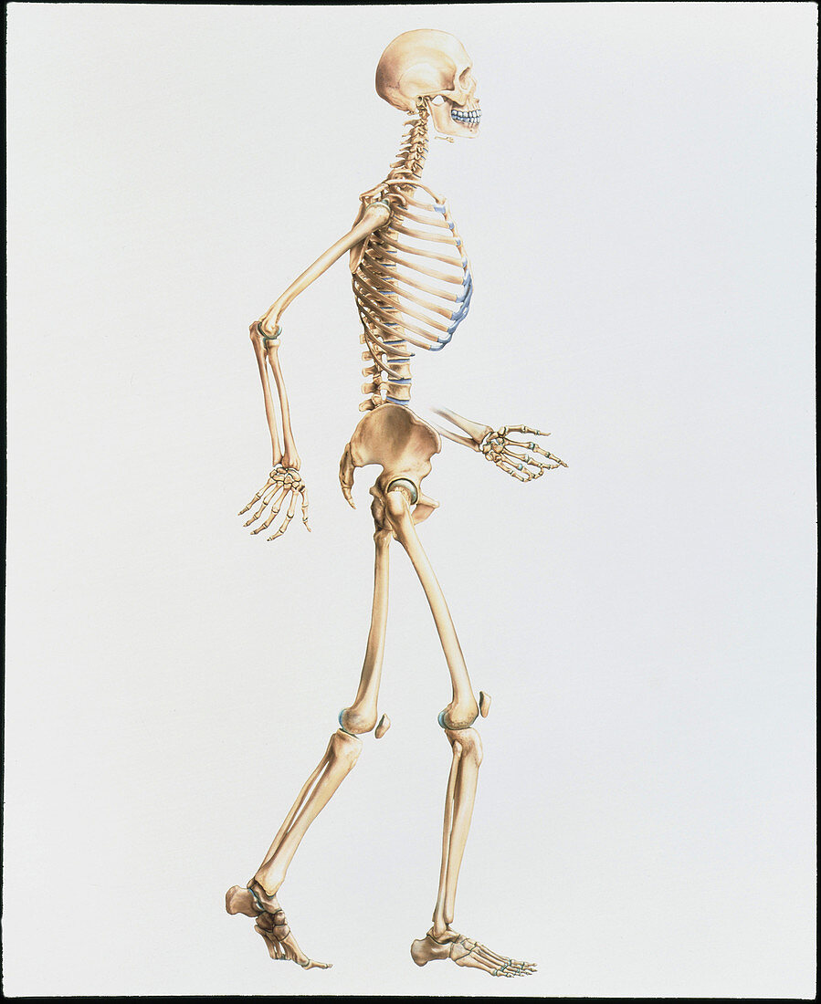 Artwork of the human skeleton in side view