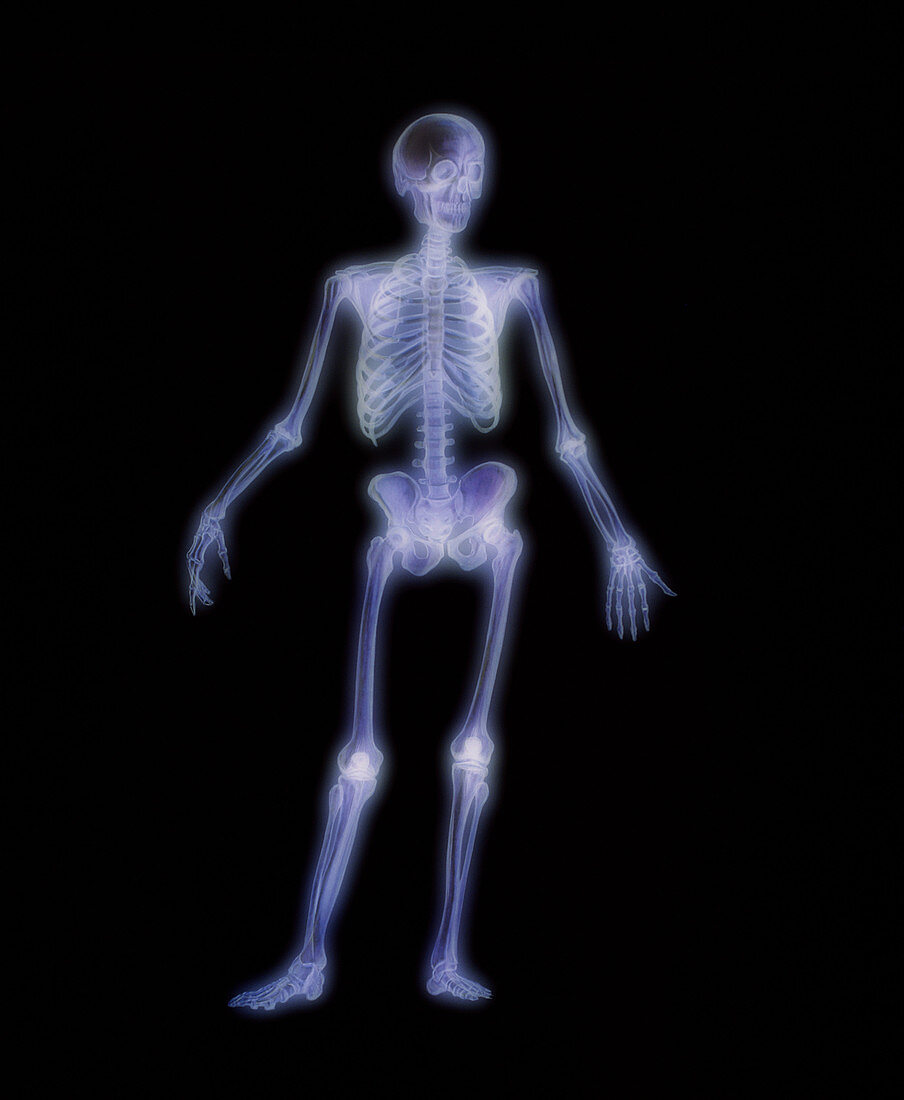 Computer artwork of a healthy human skeleton