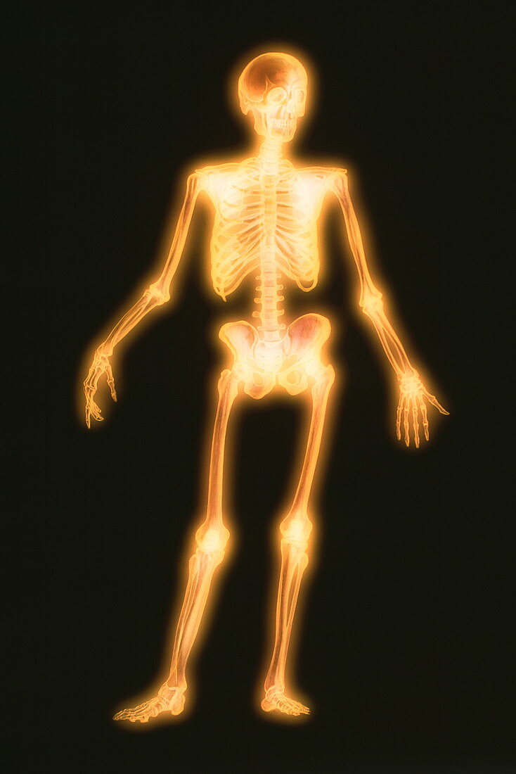 Computer artwork of a healthy human skeleton