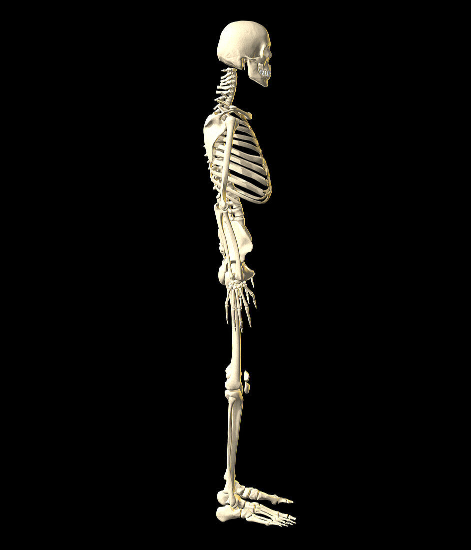 Human skeleton