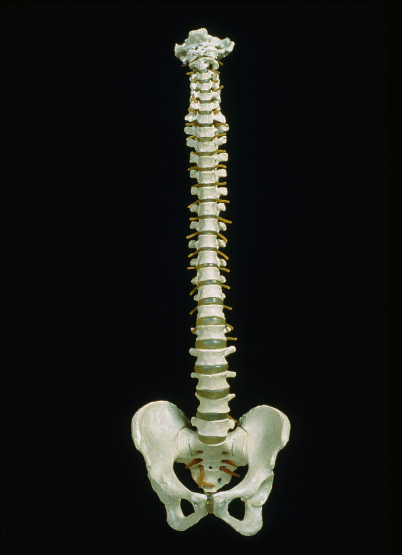 Spine and pelvis of human skeleton