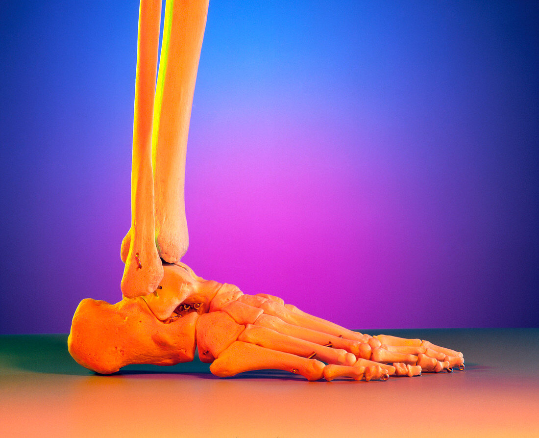 Side view of the bones in a human foot