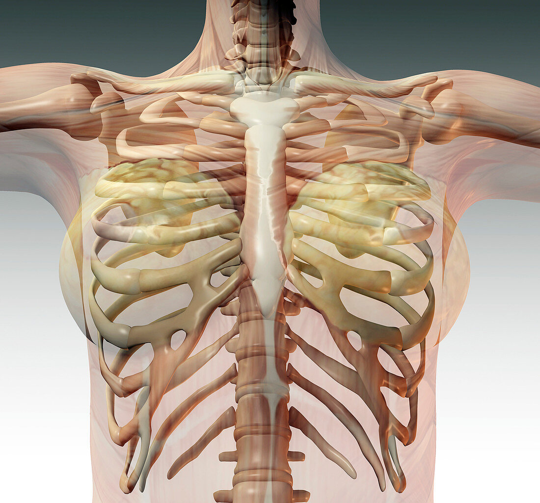 Female ribcage