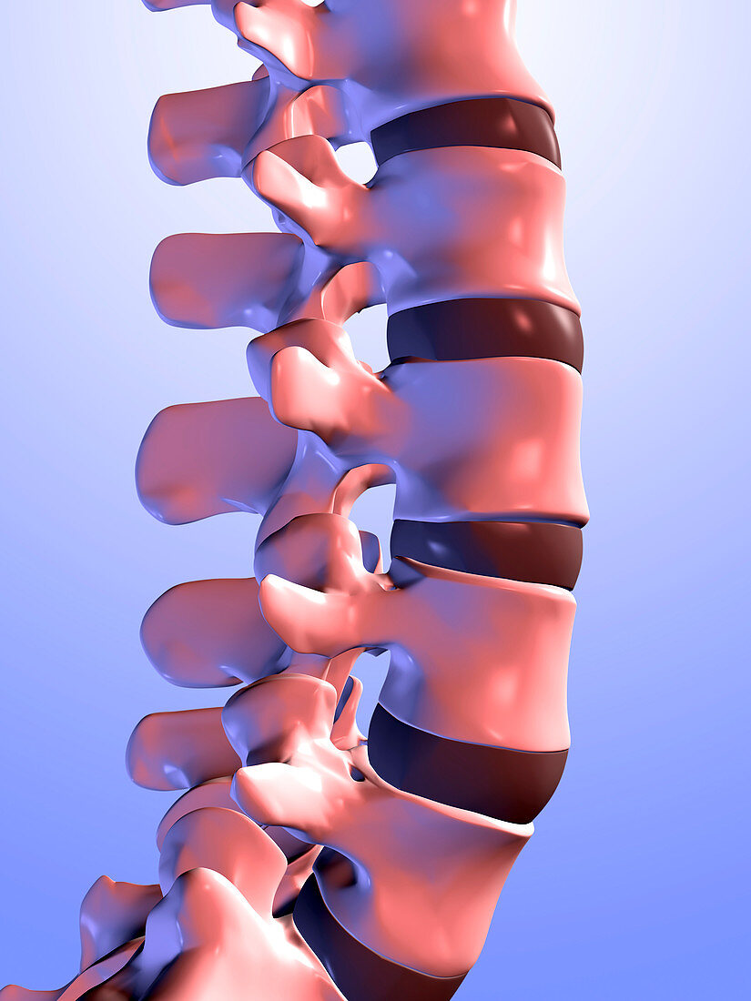 Lumbar vertebrae of the human spine