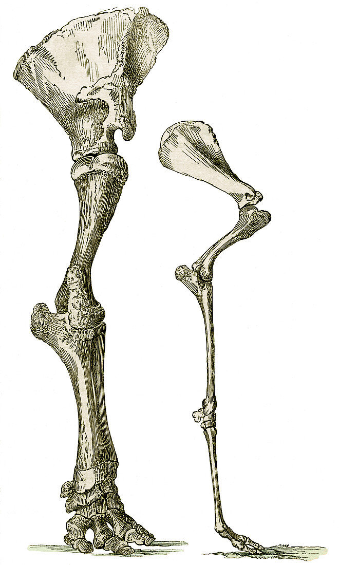 Elephant and camel leg bones,artwork