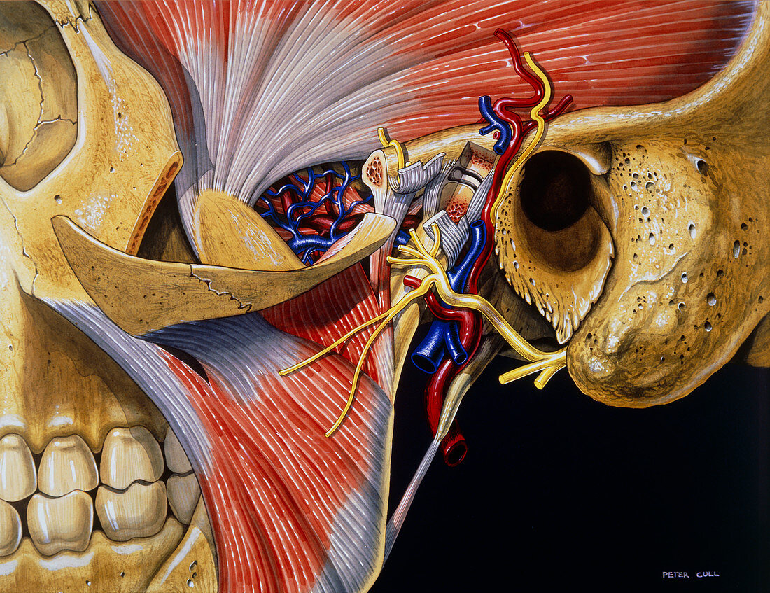 Artwork: Dissection of Temporomandibular Joint
