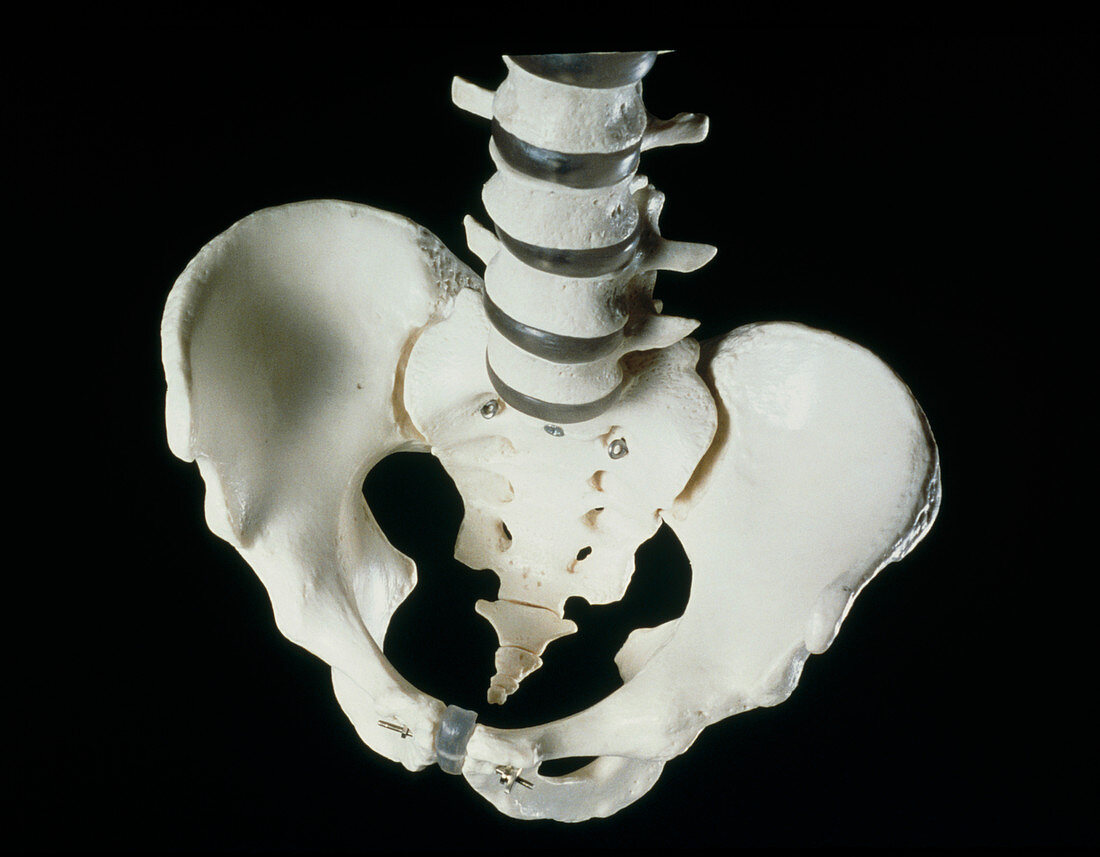 Model of the pelvis and lower spinal vertebrae