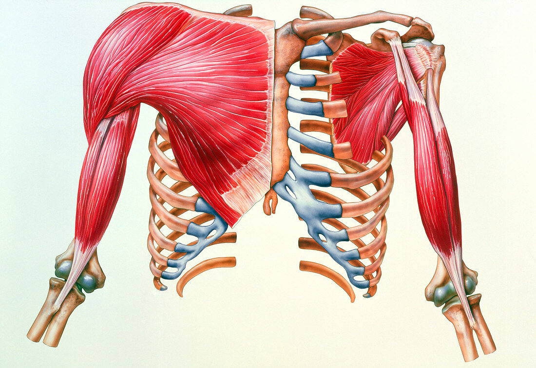 Artwork of skeleton & muscles of chest & upper arm