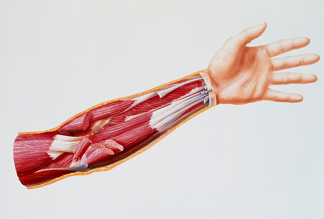 Artwork of deep flexor muscles of forearm