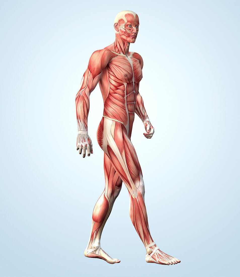 Muscular system