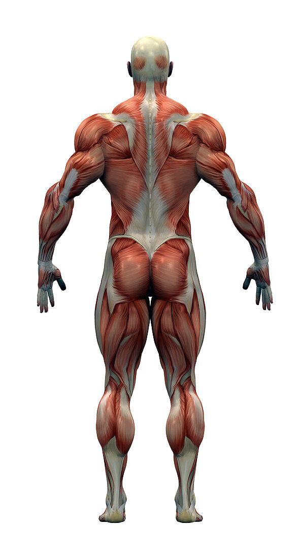 Male musculature