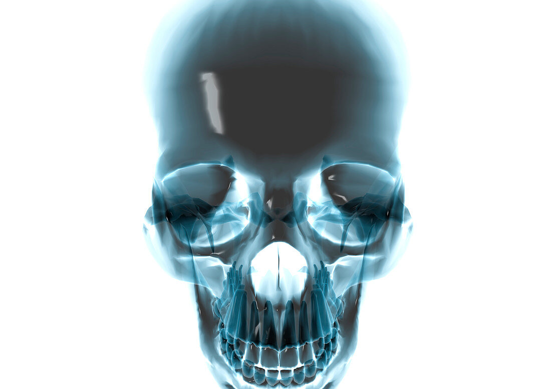 Human skull,computer artwork