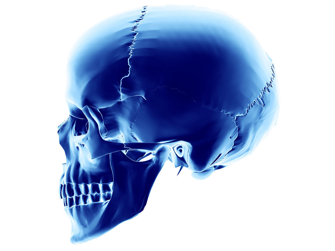 Skull,computer artwork