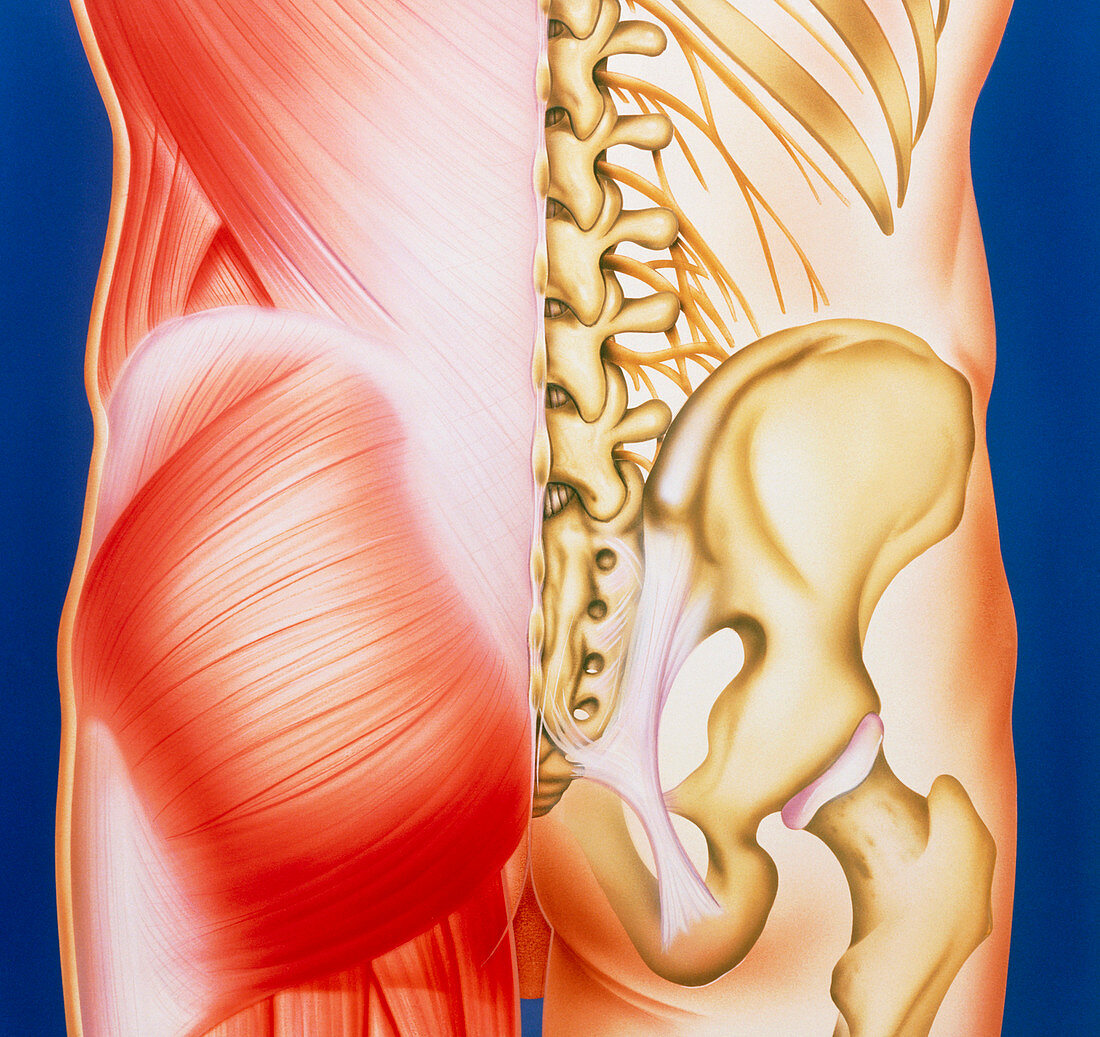 Illustration of muscles of the back with bones