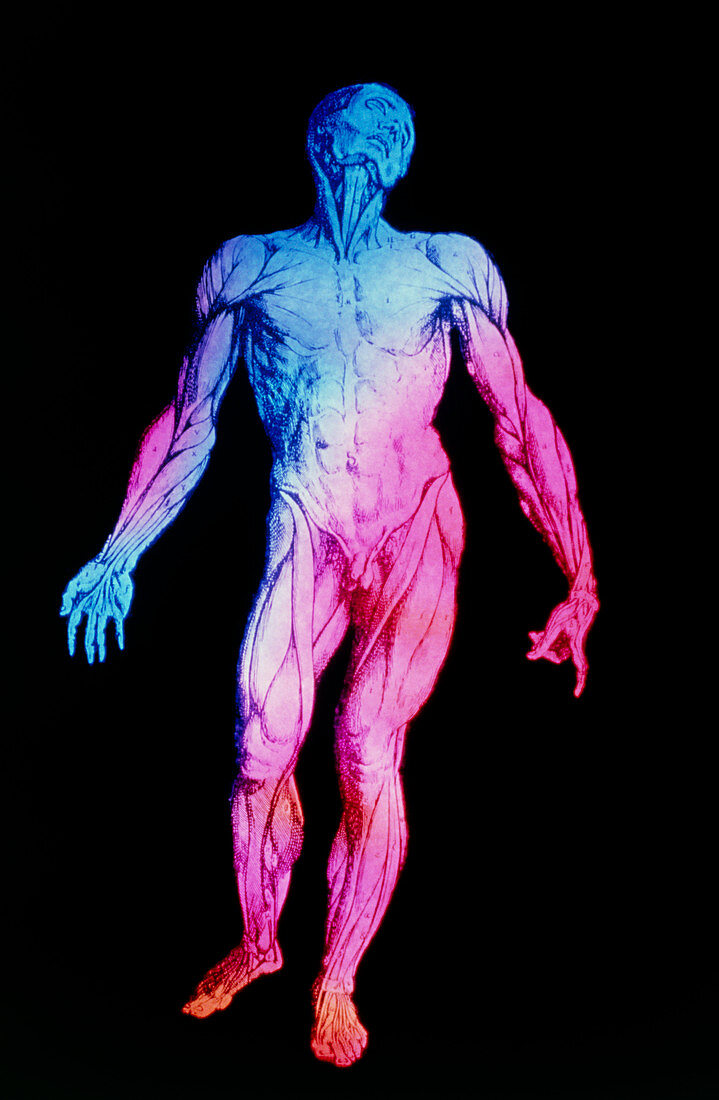 False-colour Vesalius image of human musculature